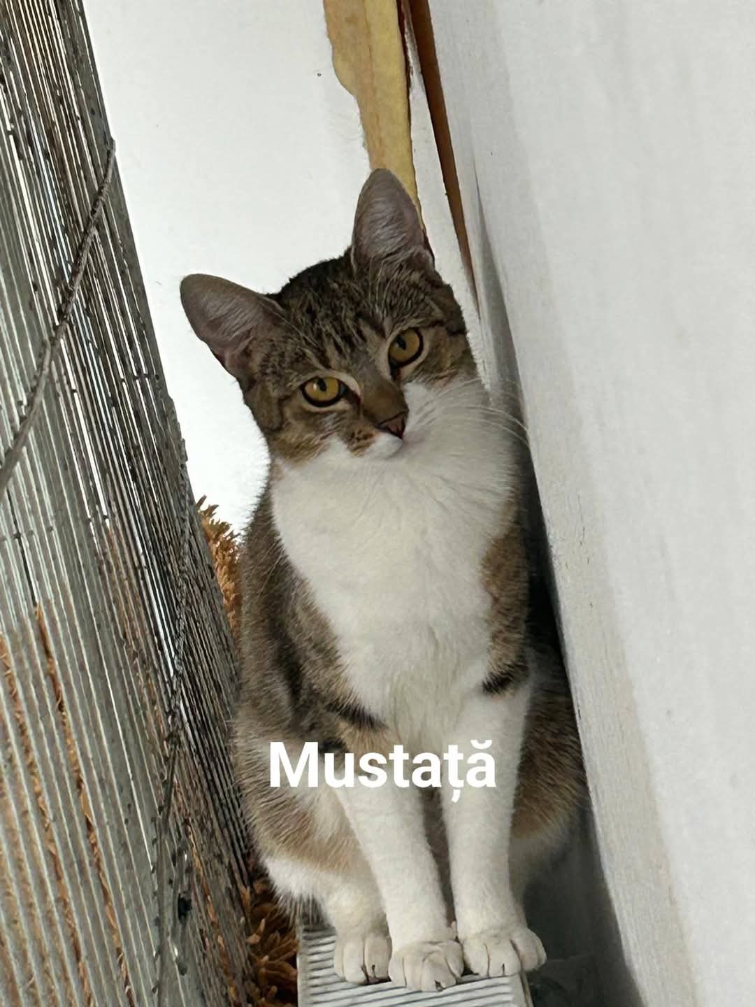 Năsuc si Mustață isi cauta casute iubitoare❤️‍🩹