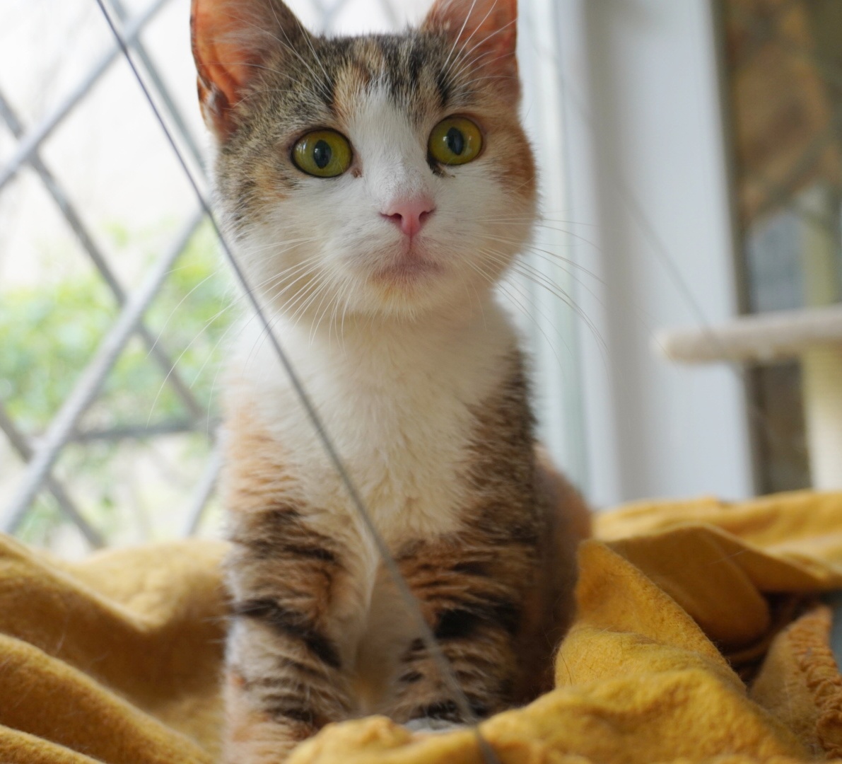 Julie o să te iubească infinit. Adopt-o!