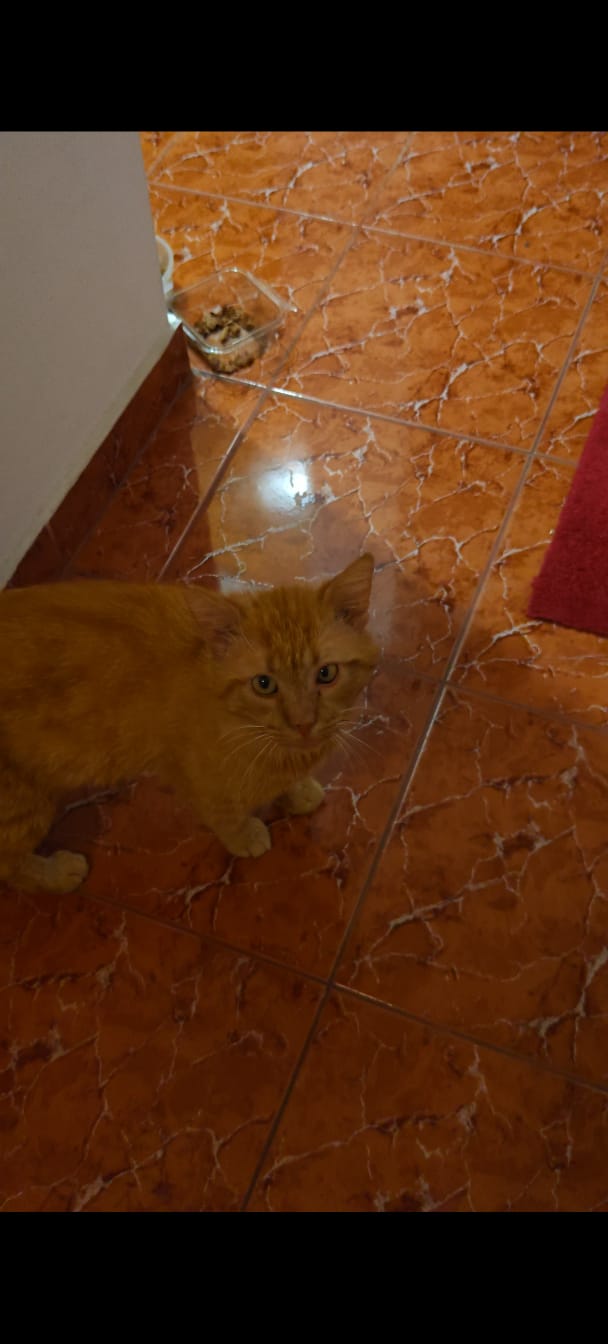 Urgent, sterilizat