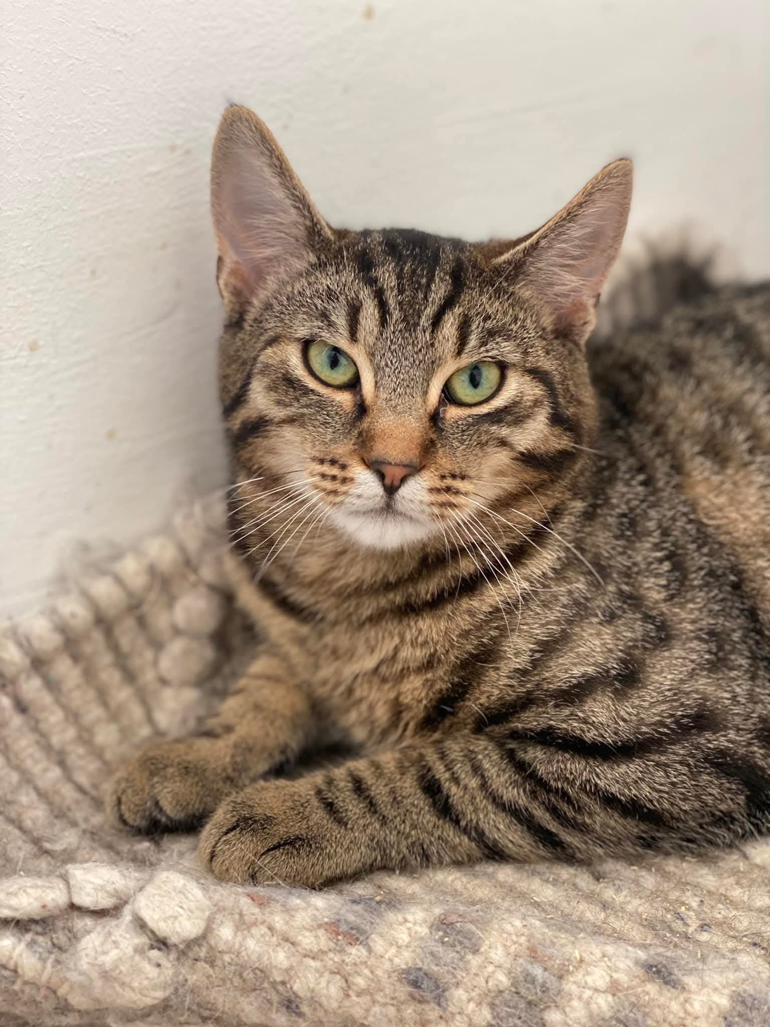 🐯Oli isi cauta forever home!