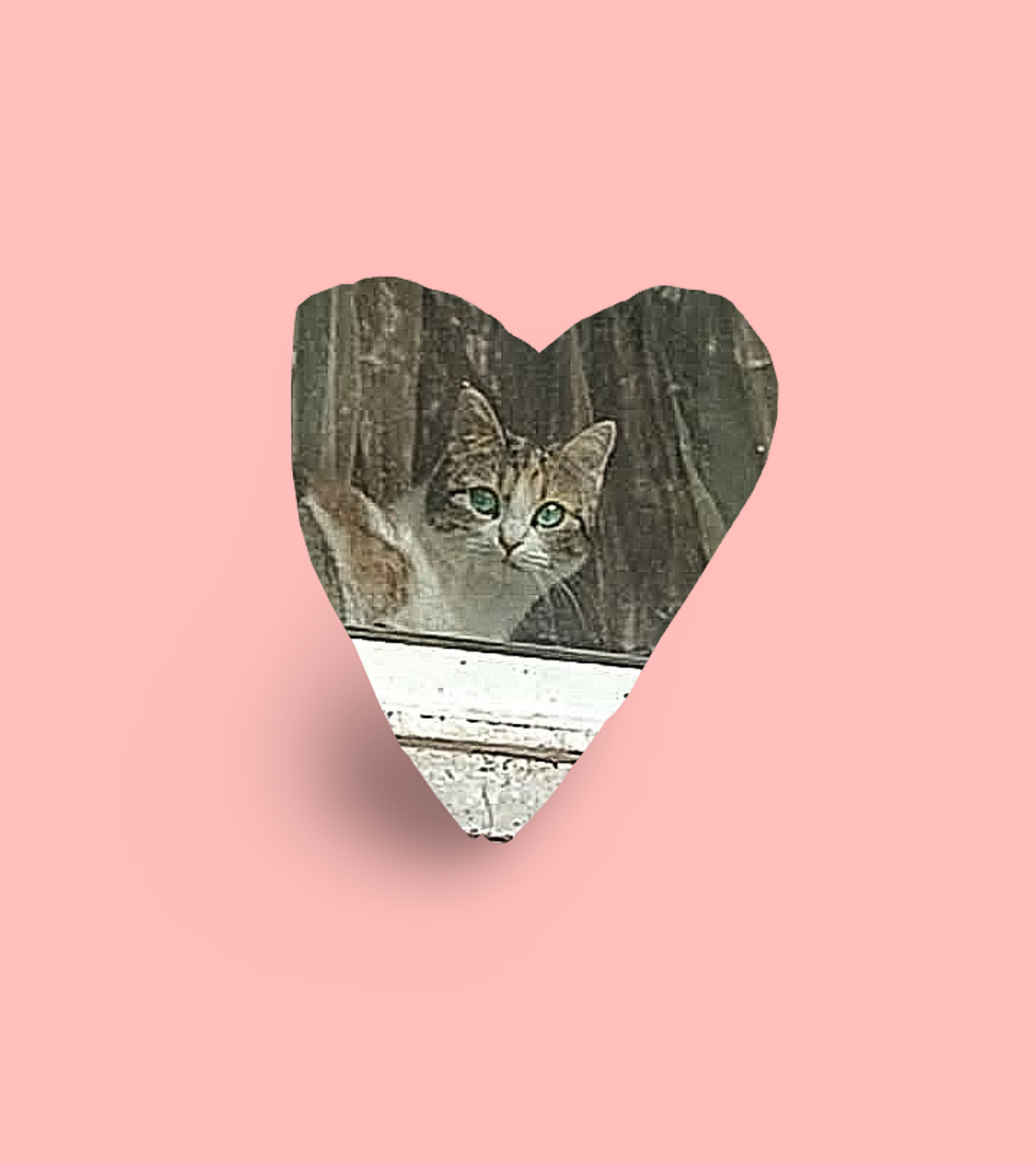 ADOPTIE SAU FOSTER URGENT pentru acest sufletel bland