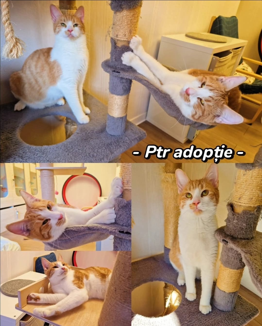 Rollie & Ollie
