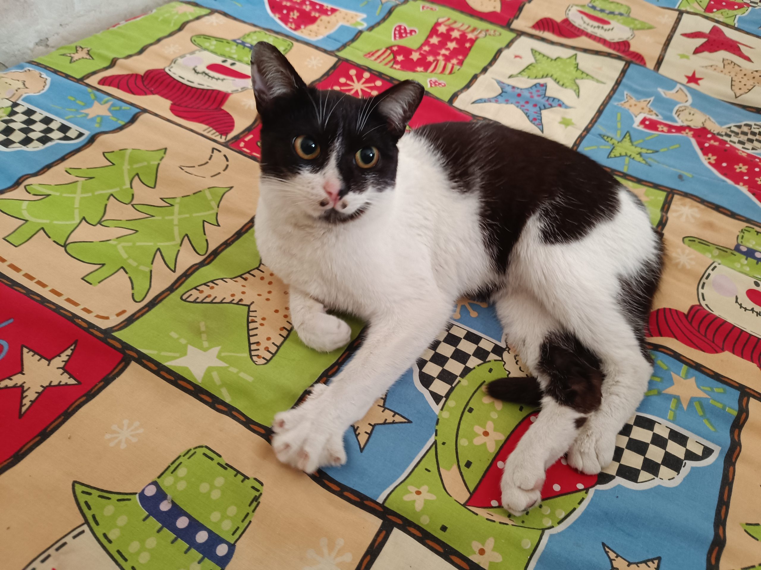 🌟 MOTĂNELUL CU SUPER PUTERI CAUTĂ URGENT O FAMILIE! 🌟