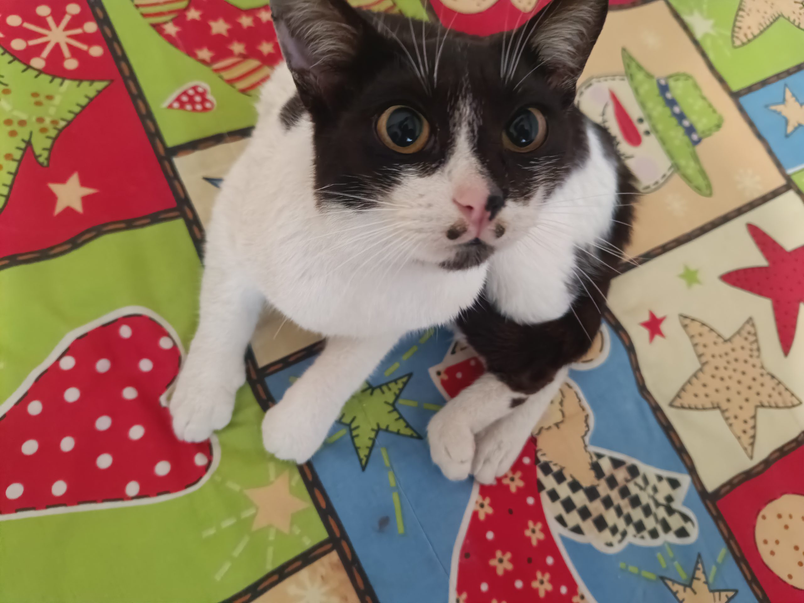 Super-motanul reflexoterapeut caută familie! 🐾