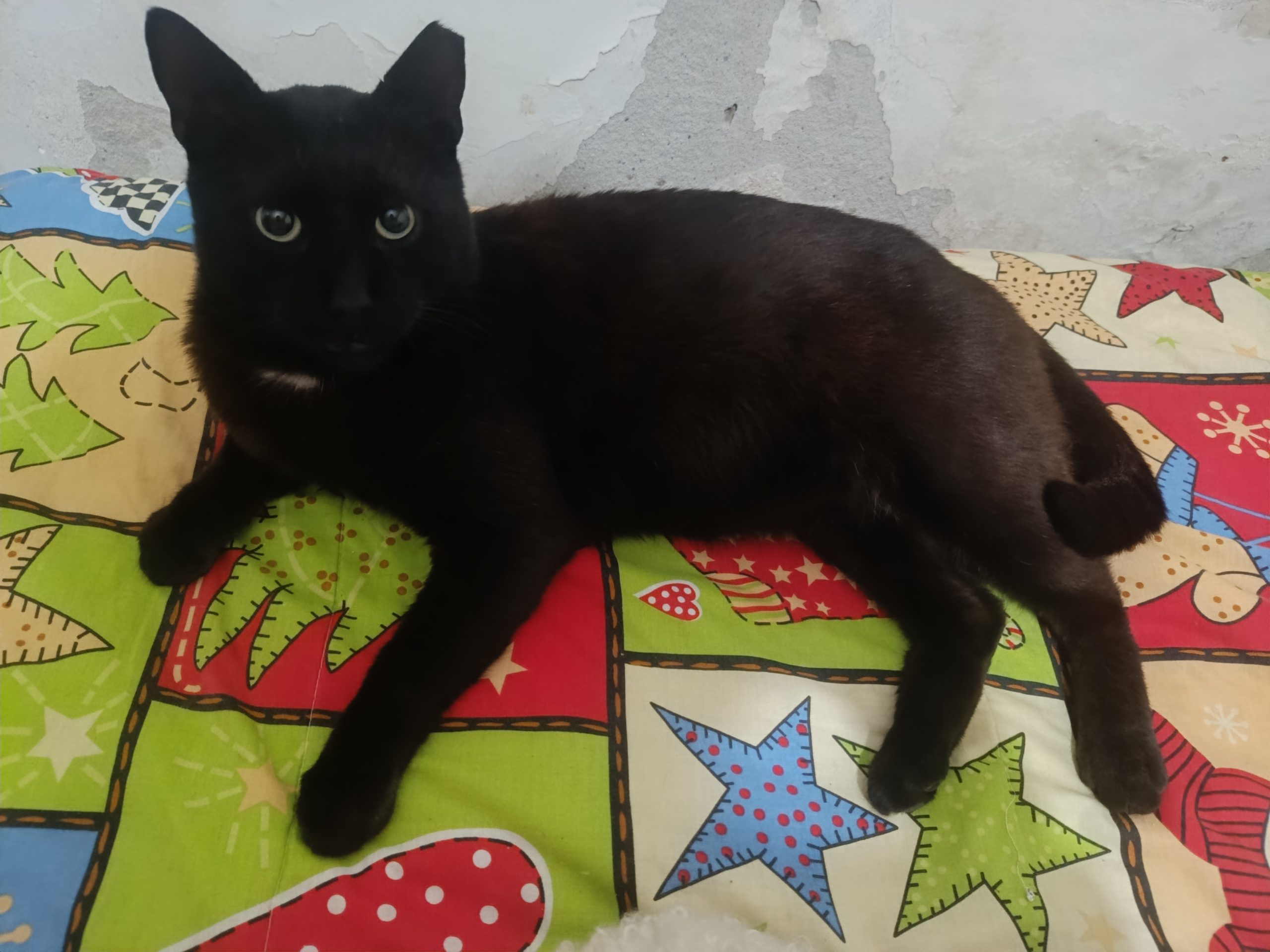 Adoptă cel mai dulce motan – un suflet special în căutarea unei familii iubitoare 🖤💚