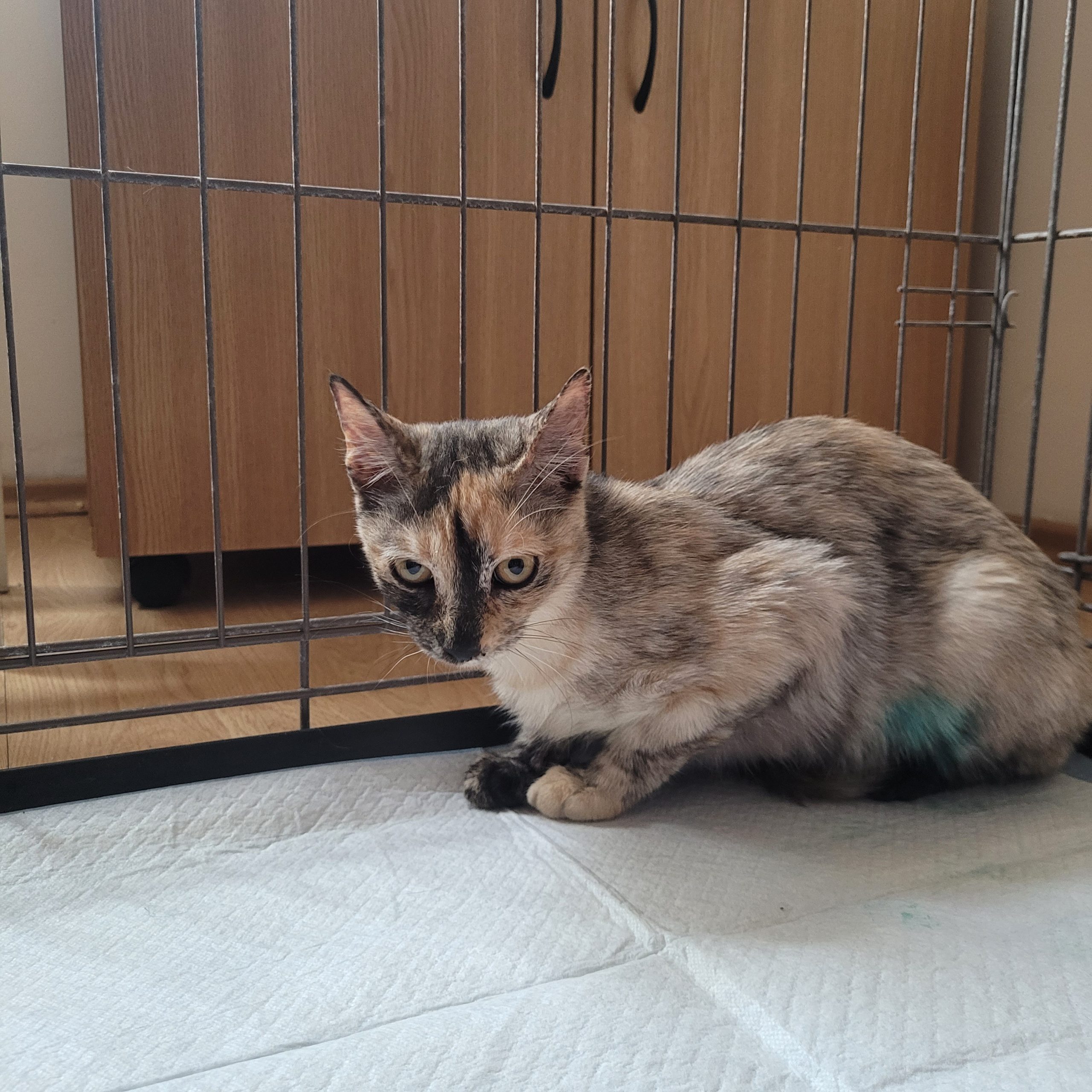 Dulcica pt adoptie