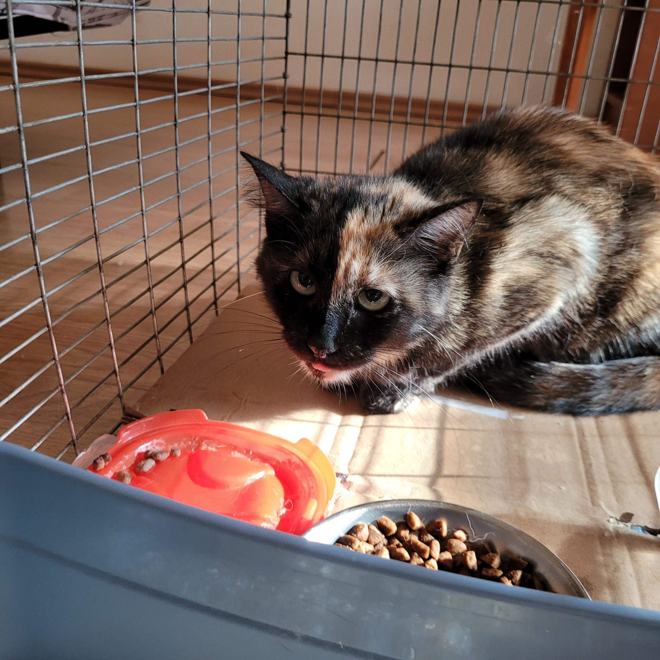 Pisica tortie pt adoptie