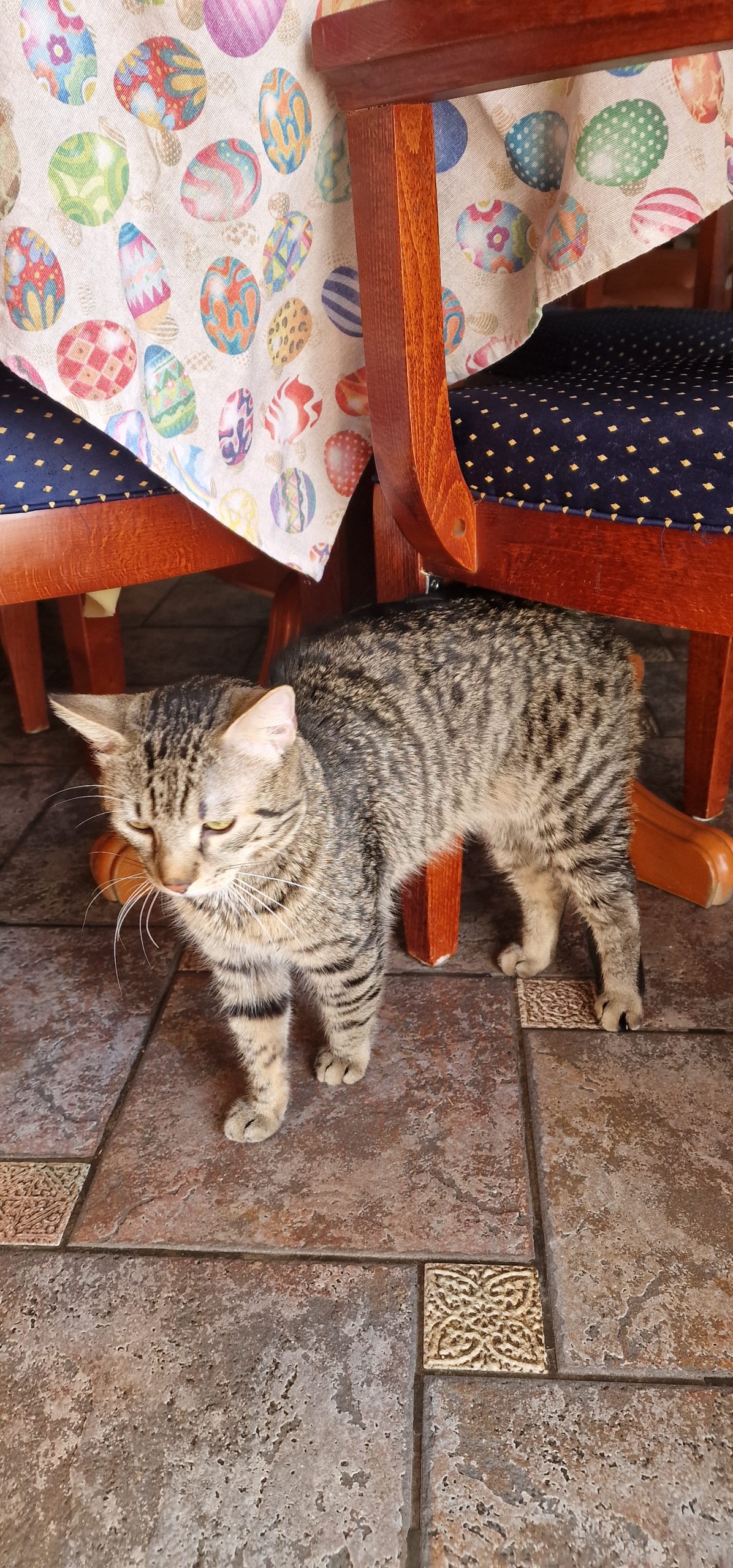 Pisica mascul spre adoptie