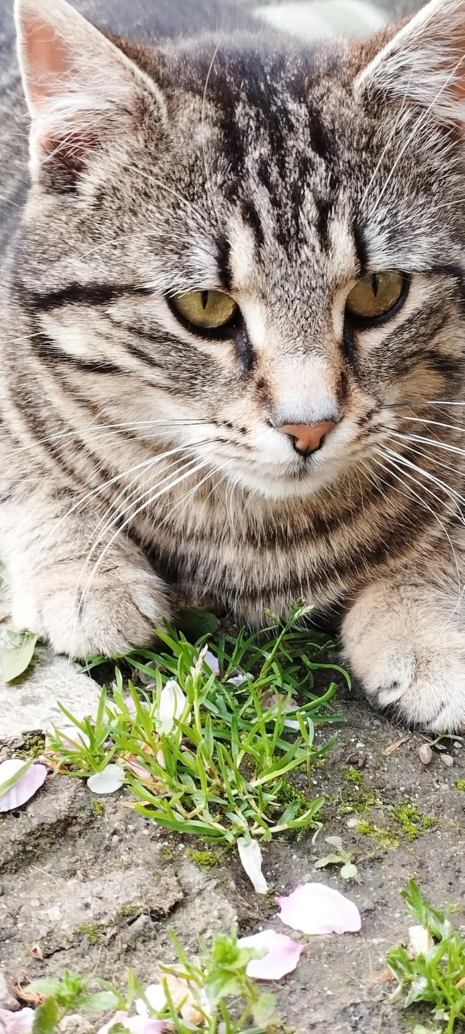 Pisică superbă pentru adopție