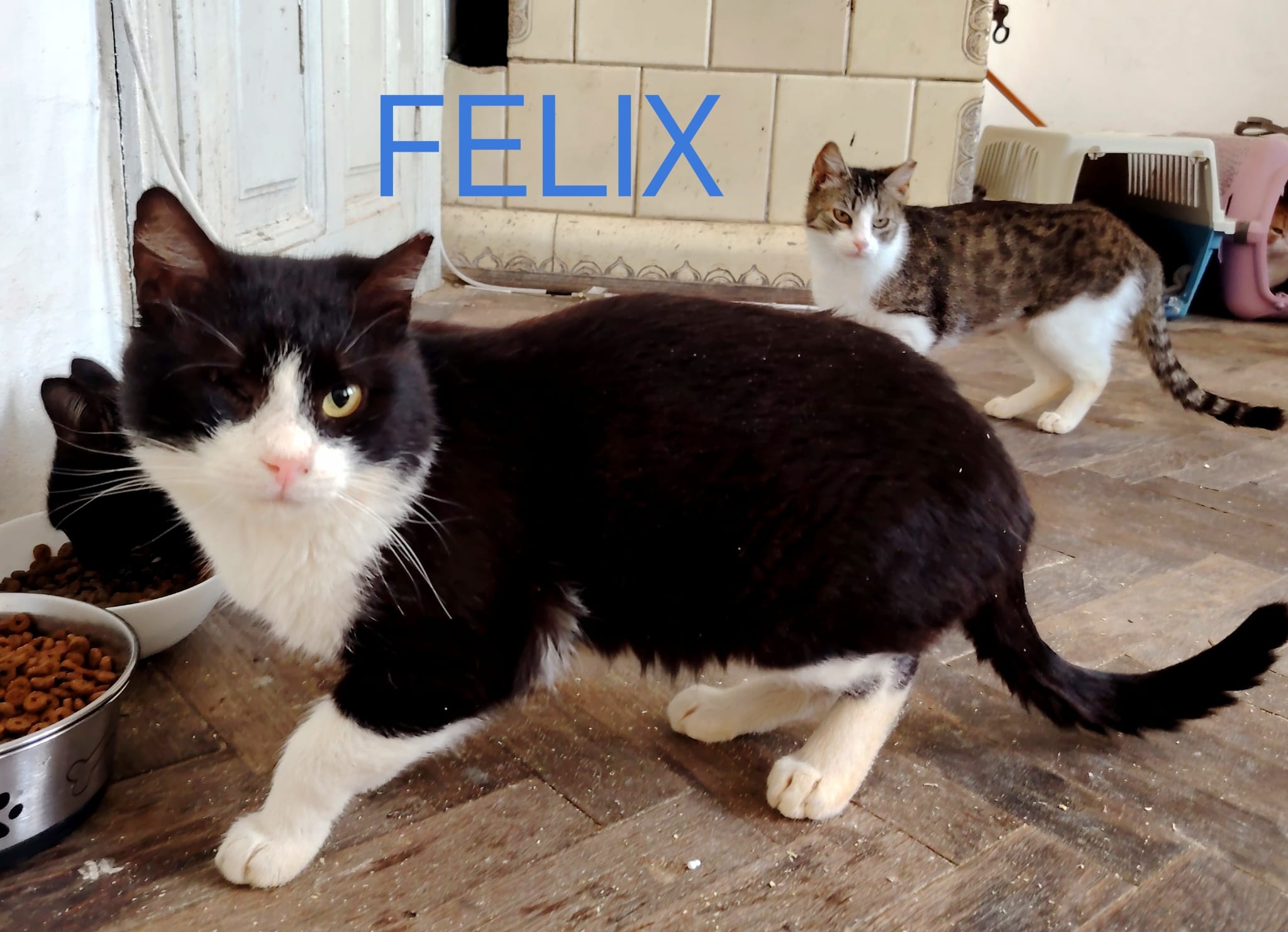 Felix, one eye beauty