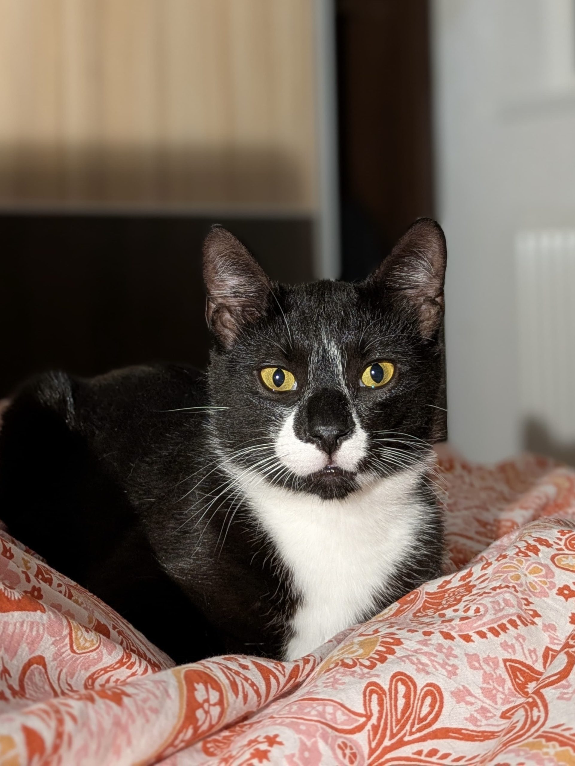 🌹 Romeo cuceritorul e gata să-ți fure inima