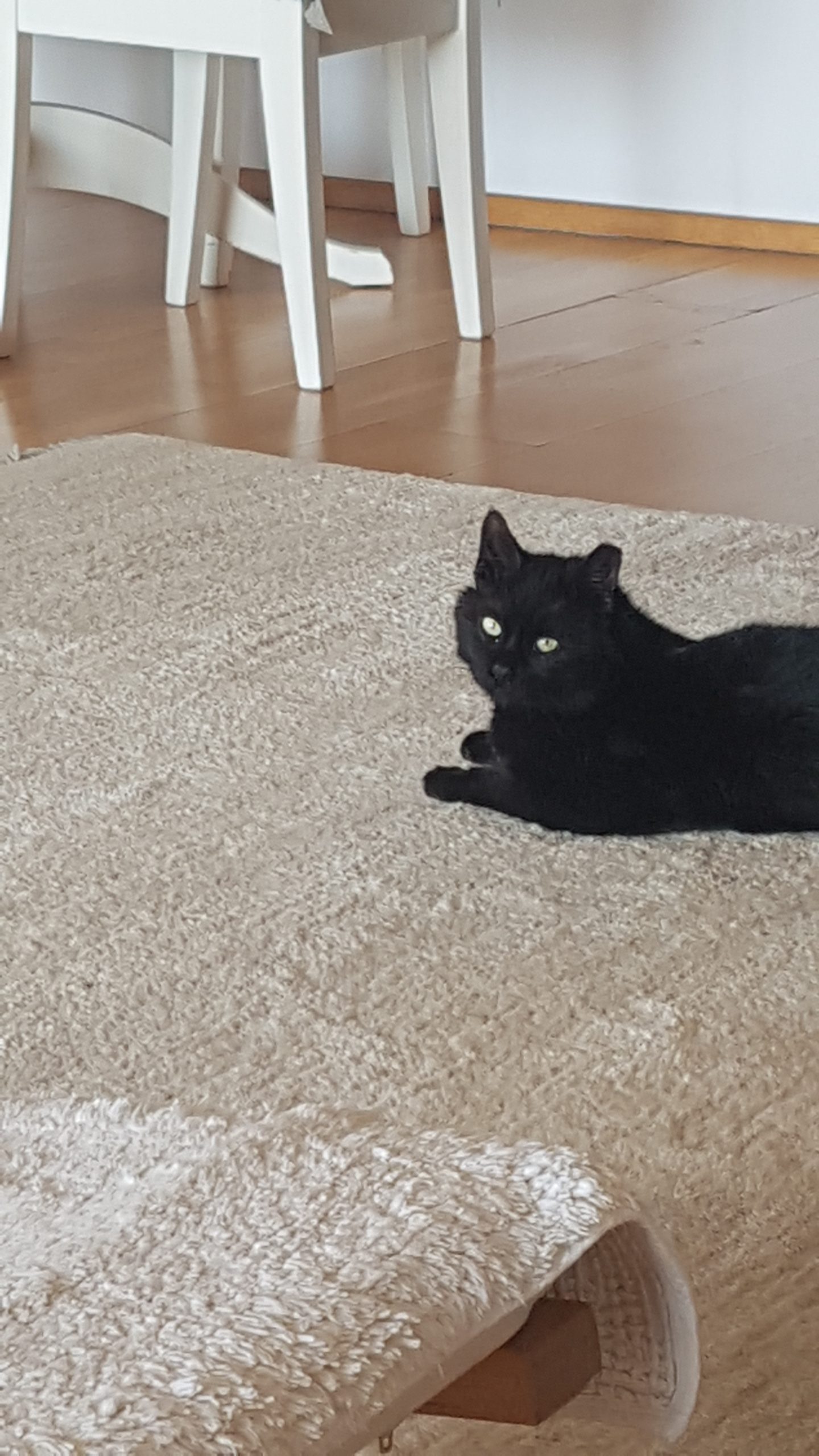 Caut familie adoptiva responsabila pentru Baghi