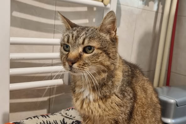 Senioara blanda si torcacioasa