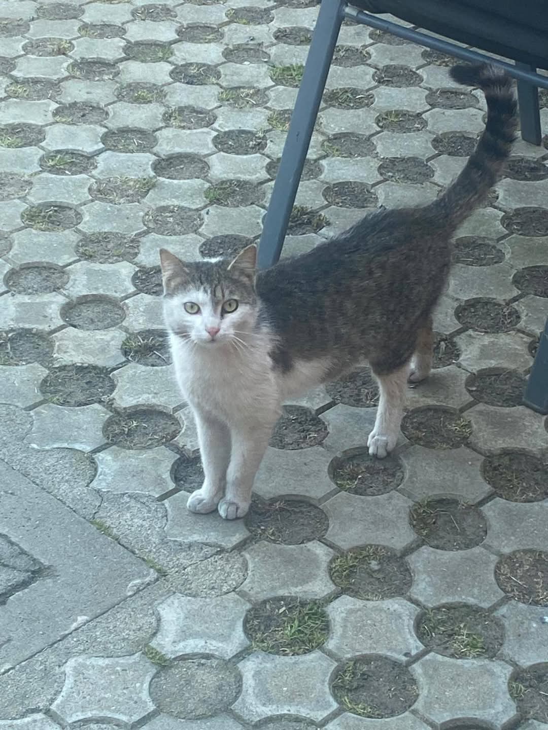 Adopții pisici
