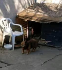 Adopții catei
