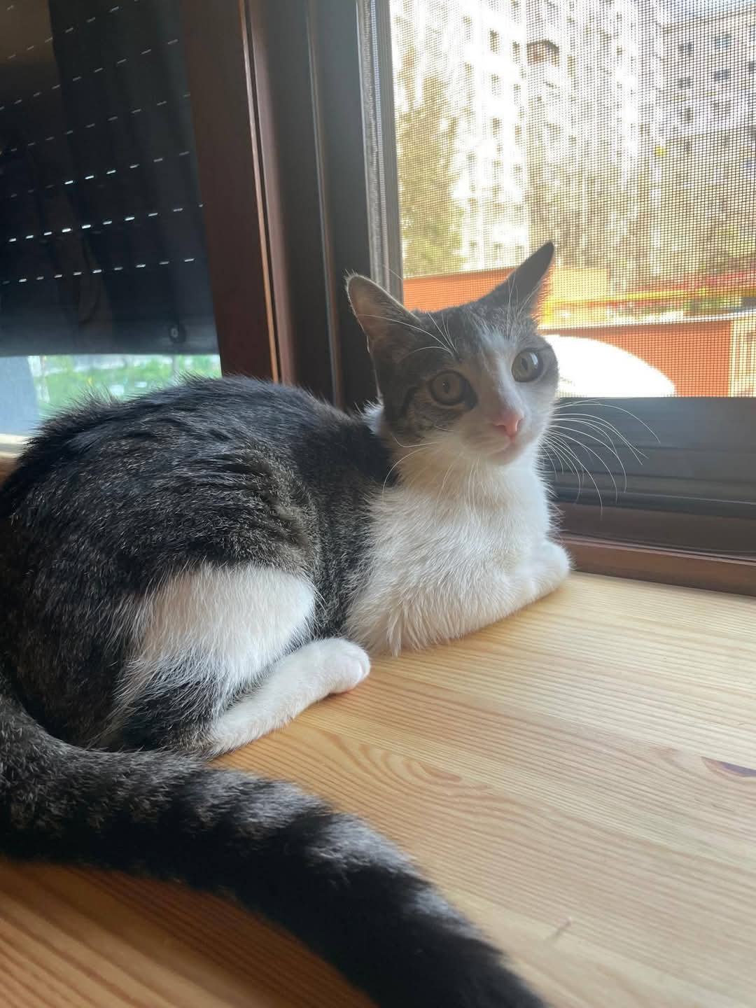 Adopții pisici