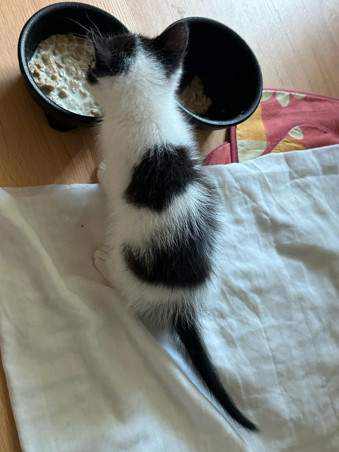 Adopții pisici