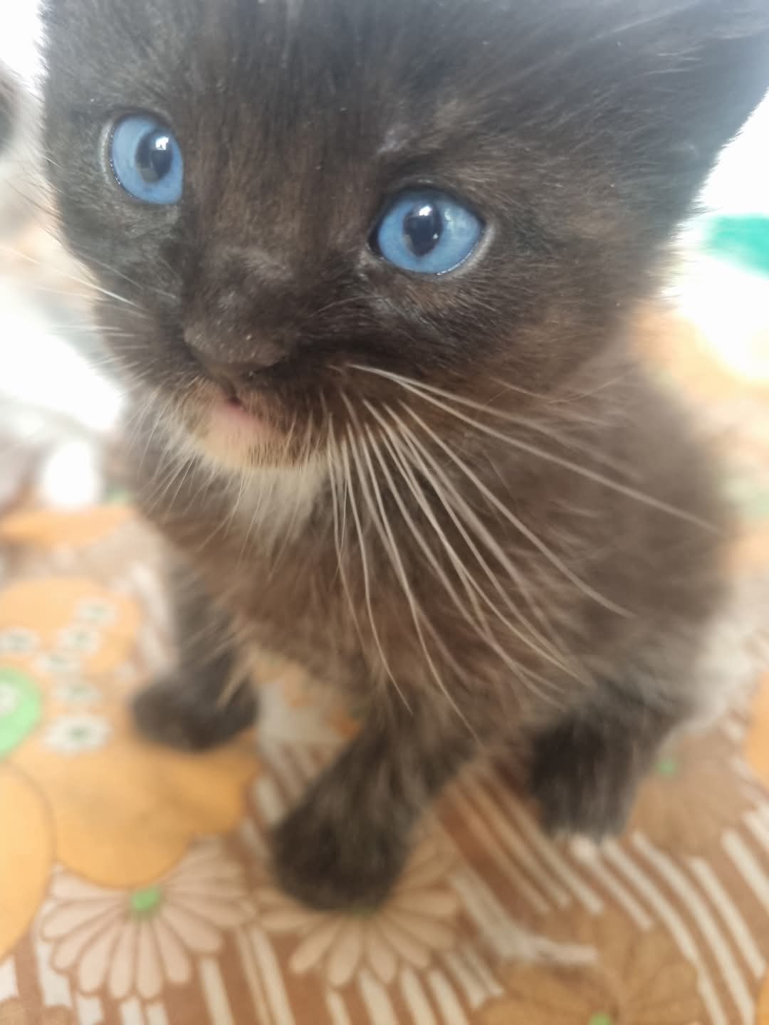 Adopții pisici