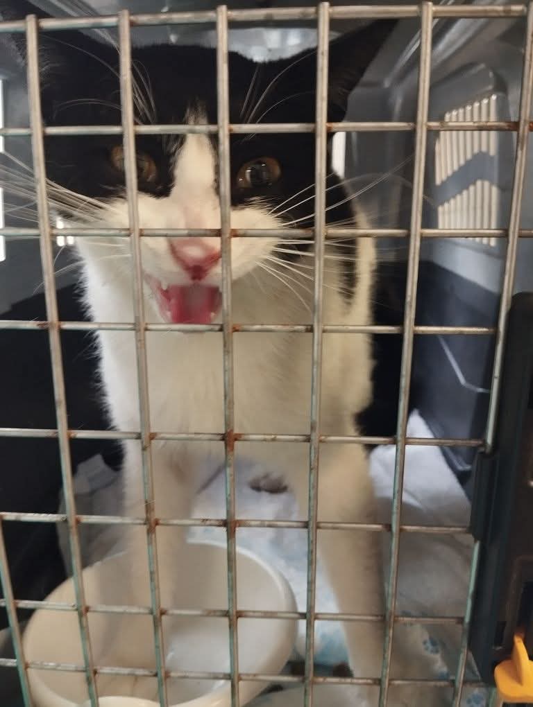 Adopții pisici