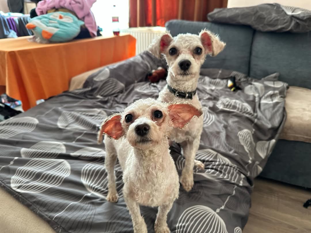 Adopții catei