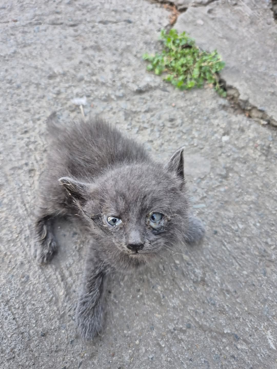 Adopții pisici