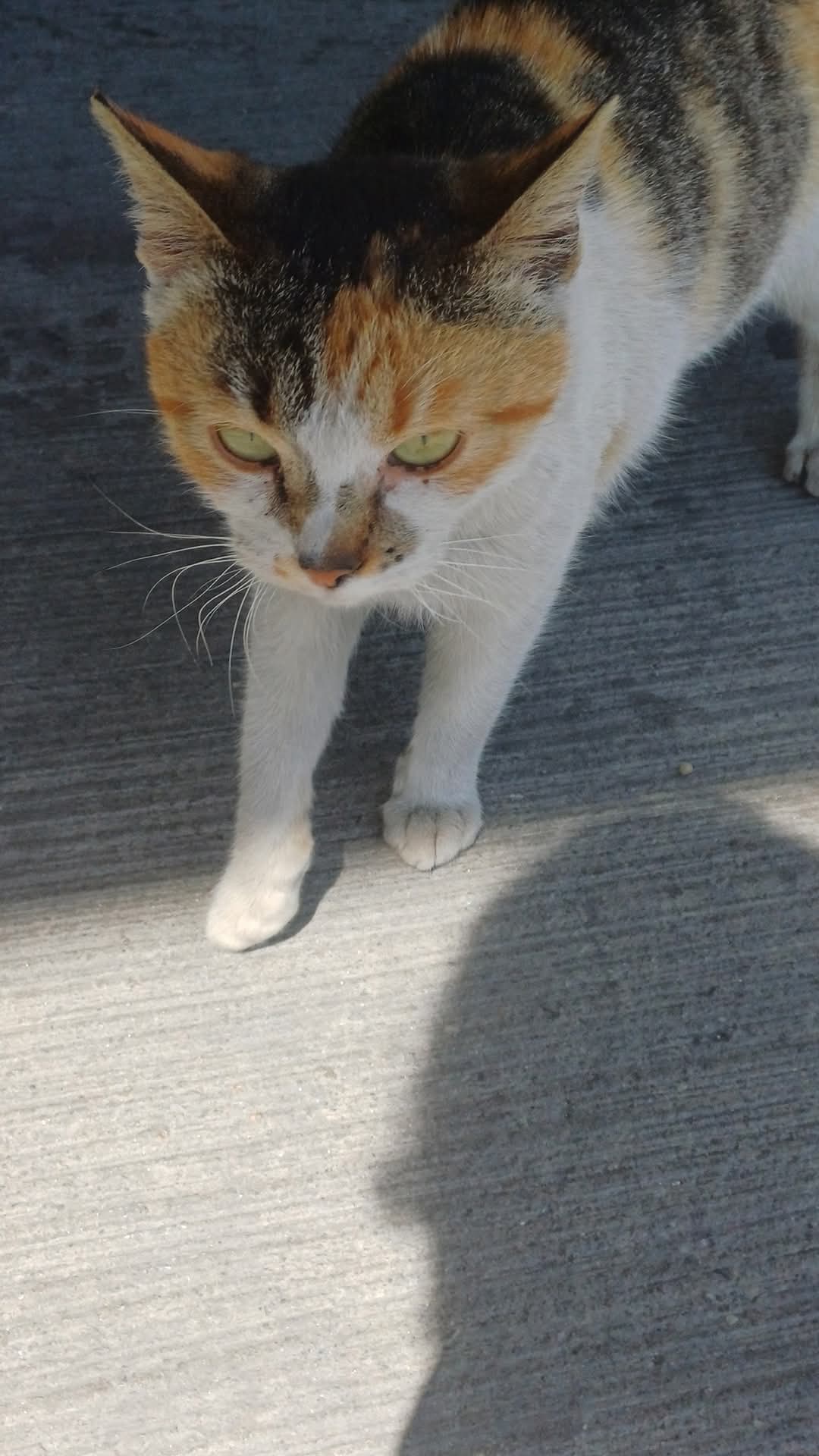 Adopții pisici