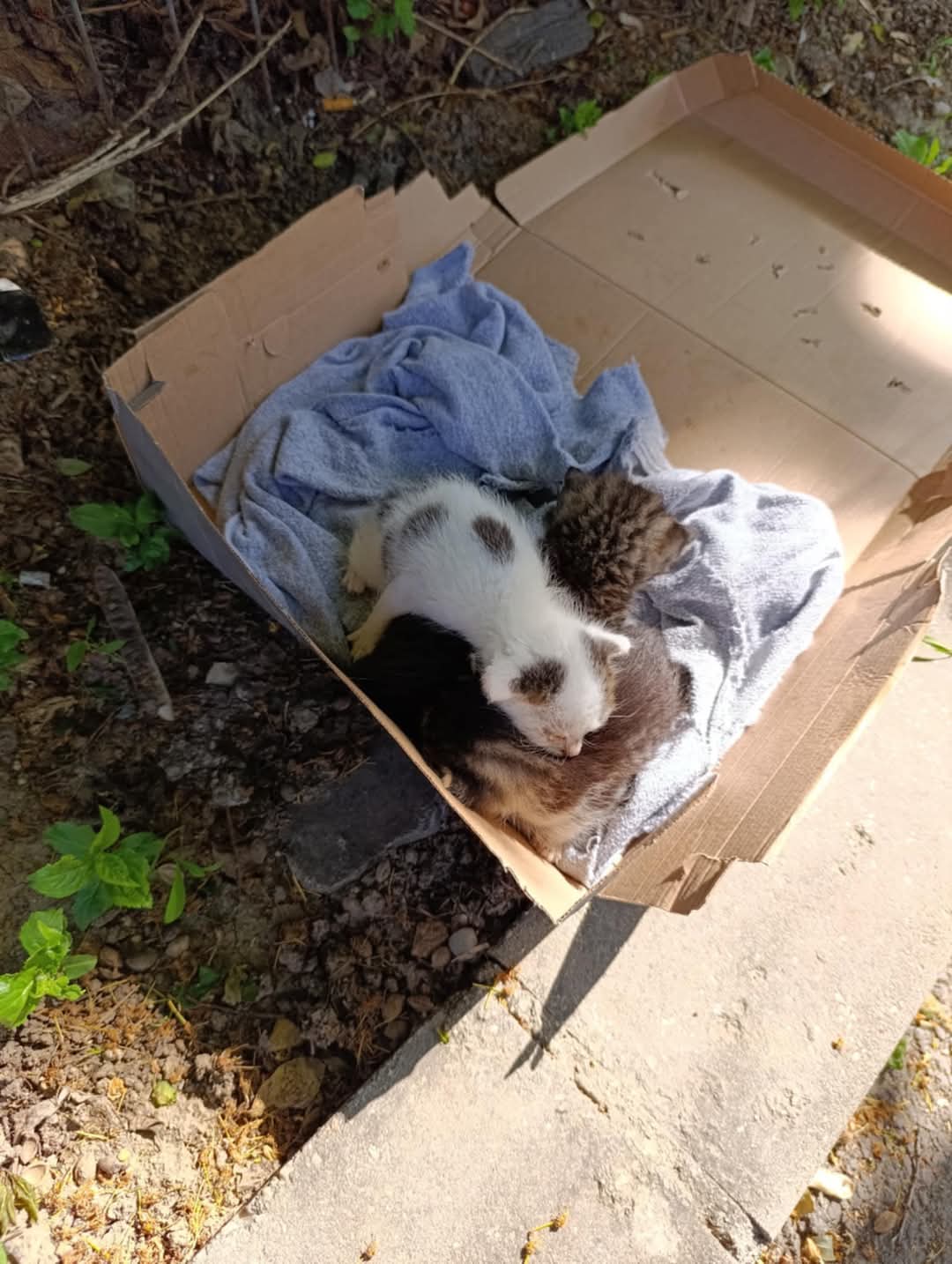 Adopții pisici