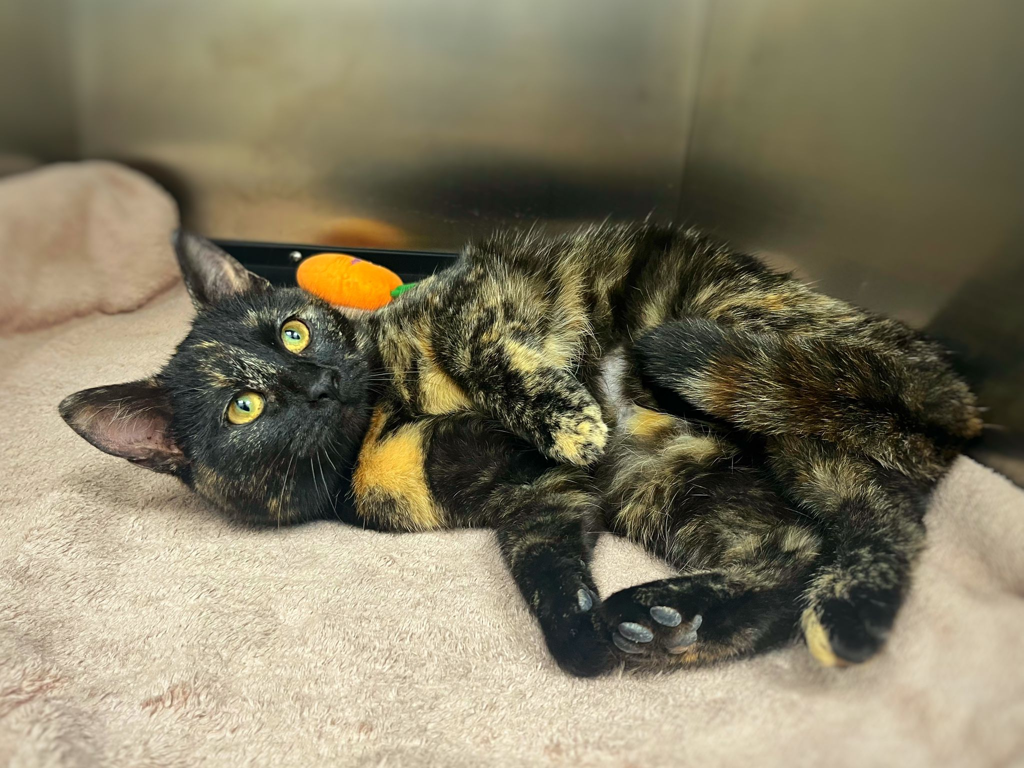 Pisicuta tortie de un an