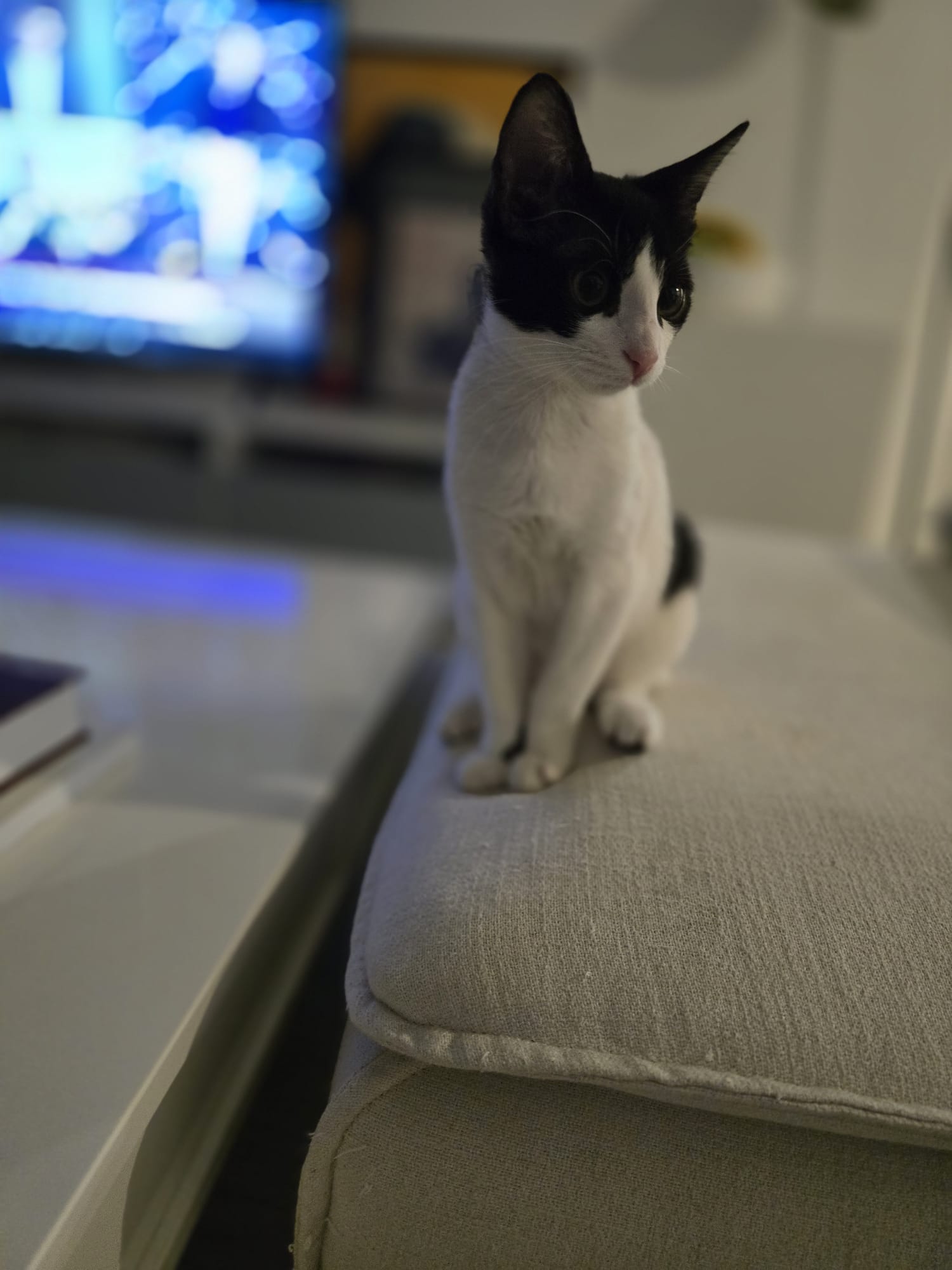 Pisicuță de adoptat în București – ediția Batman!