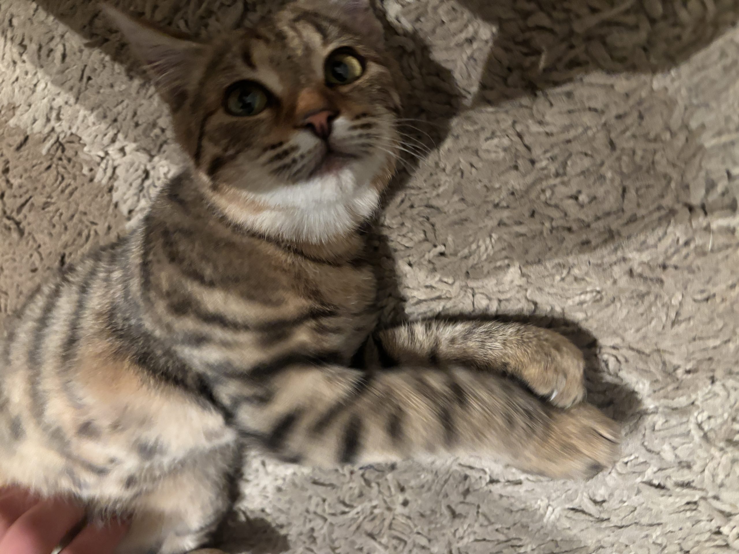 Tigra