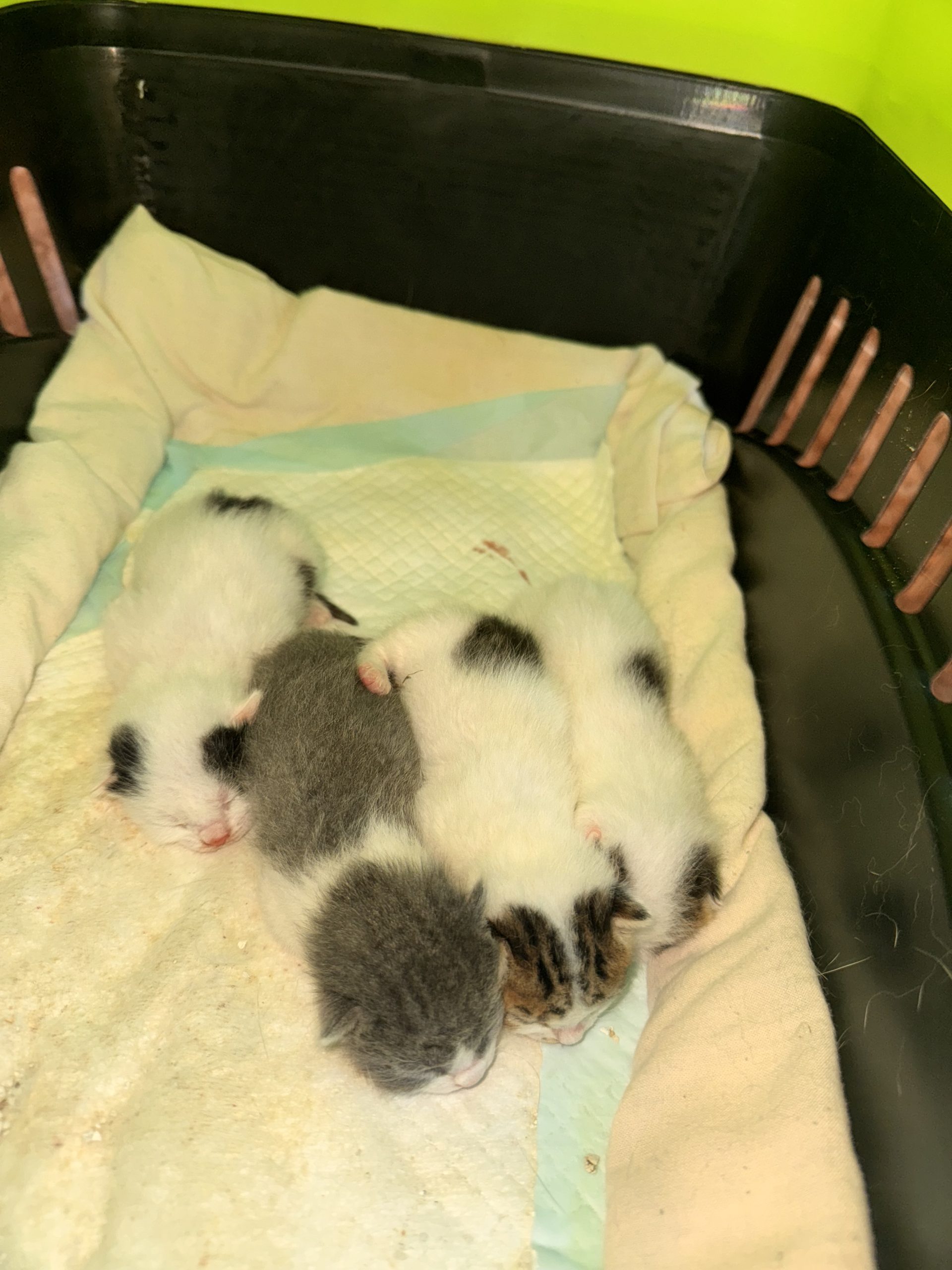 Dau spre adoptie o pisica cu 4 pui( impreuna sau separat) rog seriozitate