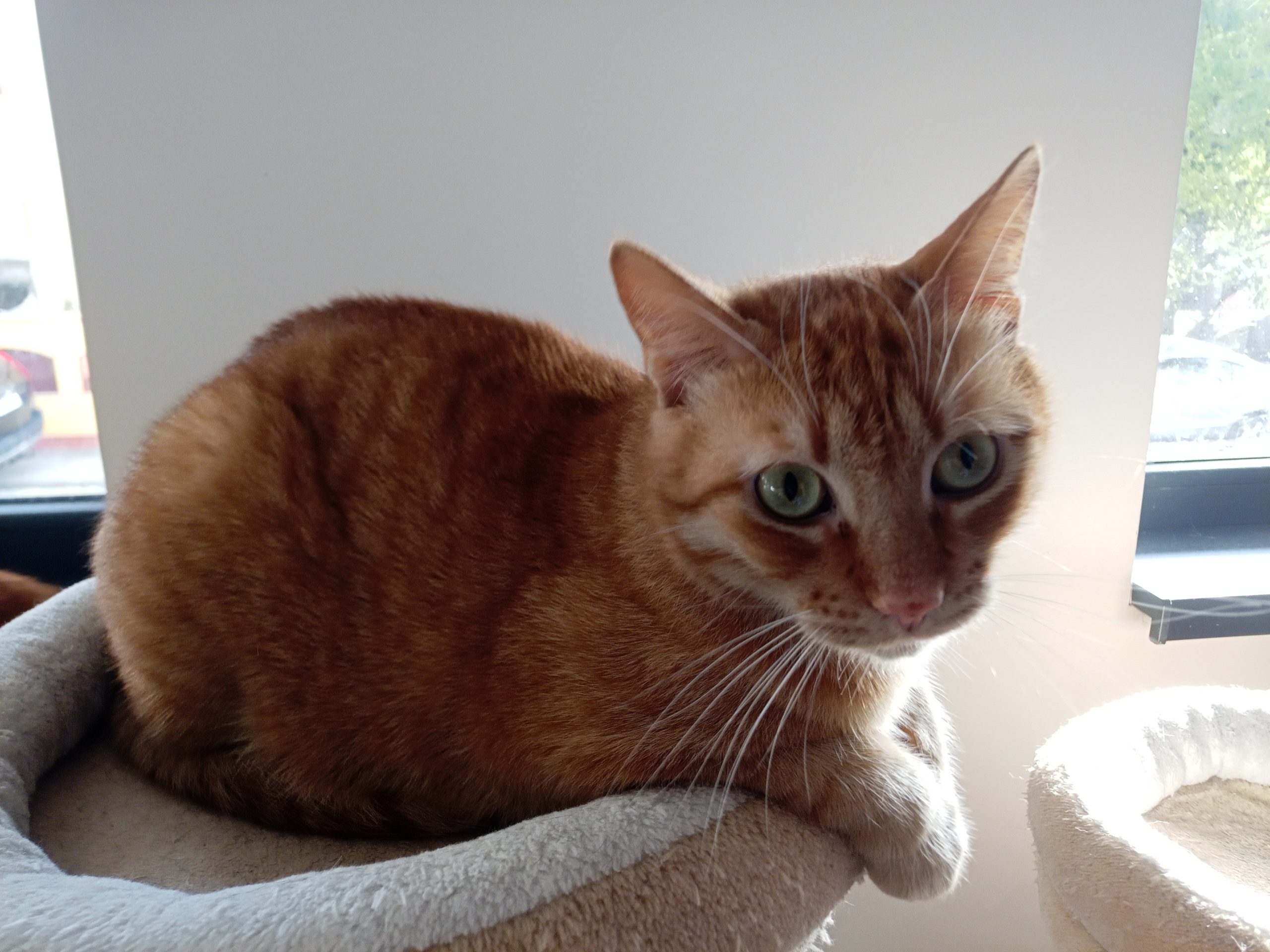 Coco