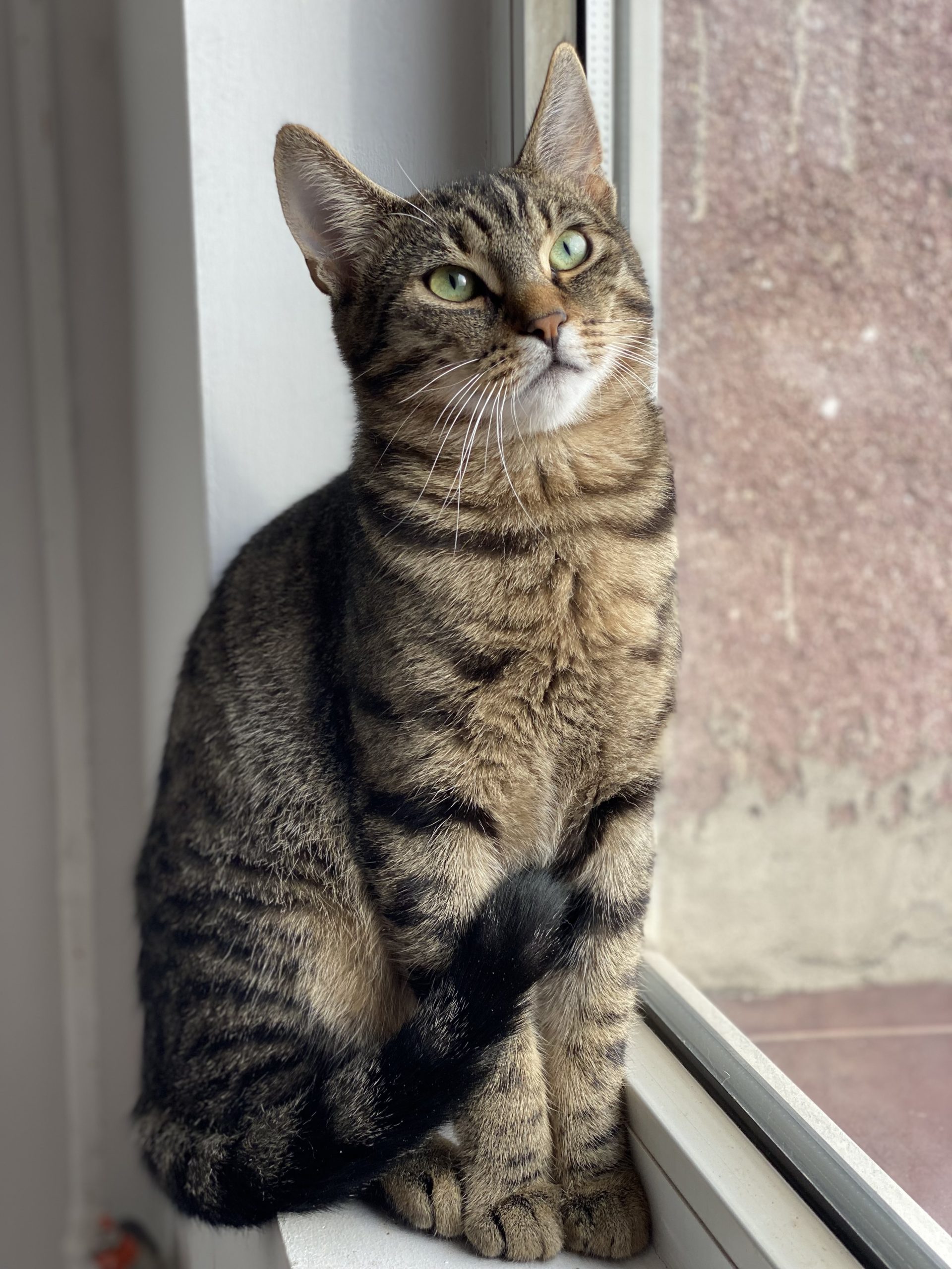 😺 Oli are 7 luni și vrea un om al lui