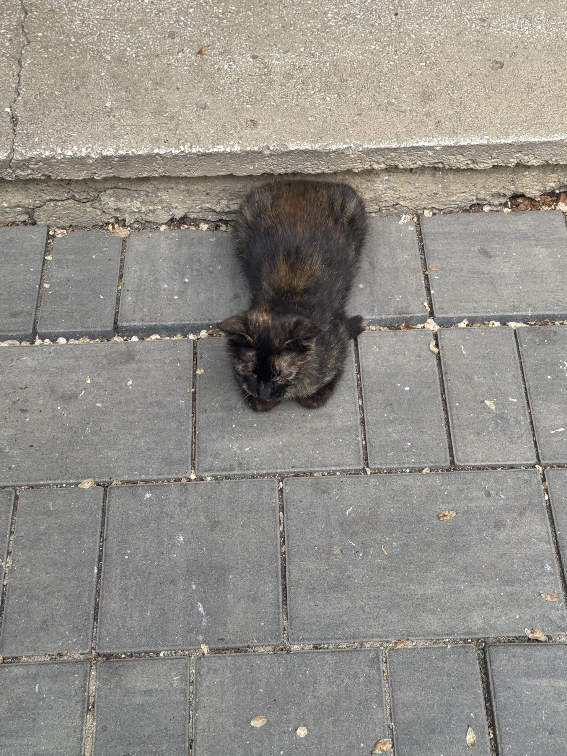 Pisica tortie pui