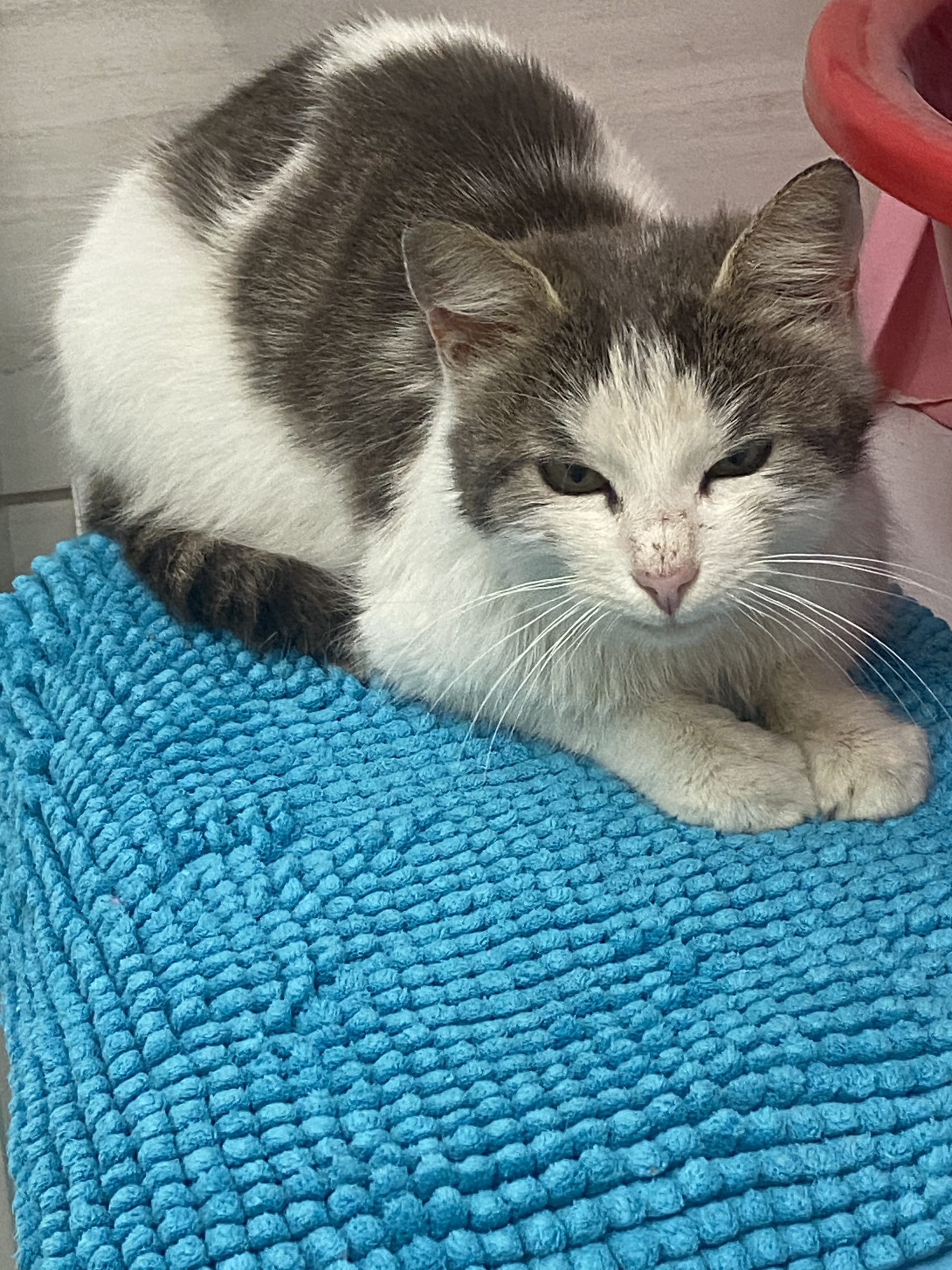 Adopție urgenta