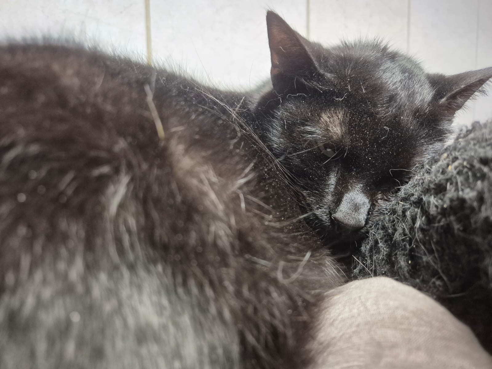 Motănelul Afin caută familie!