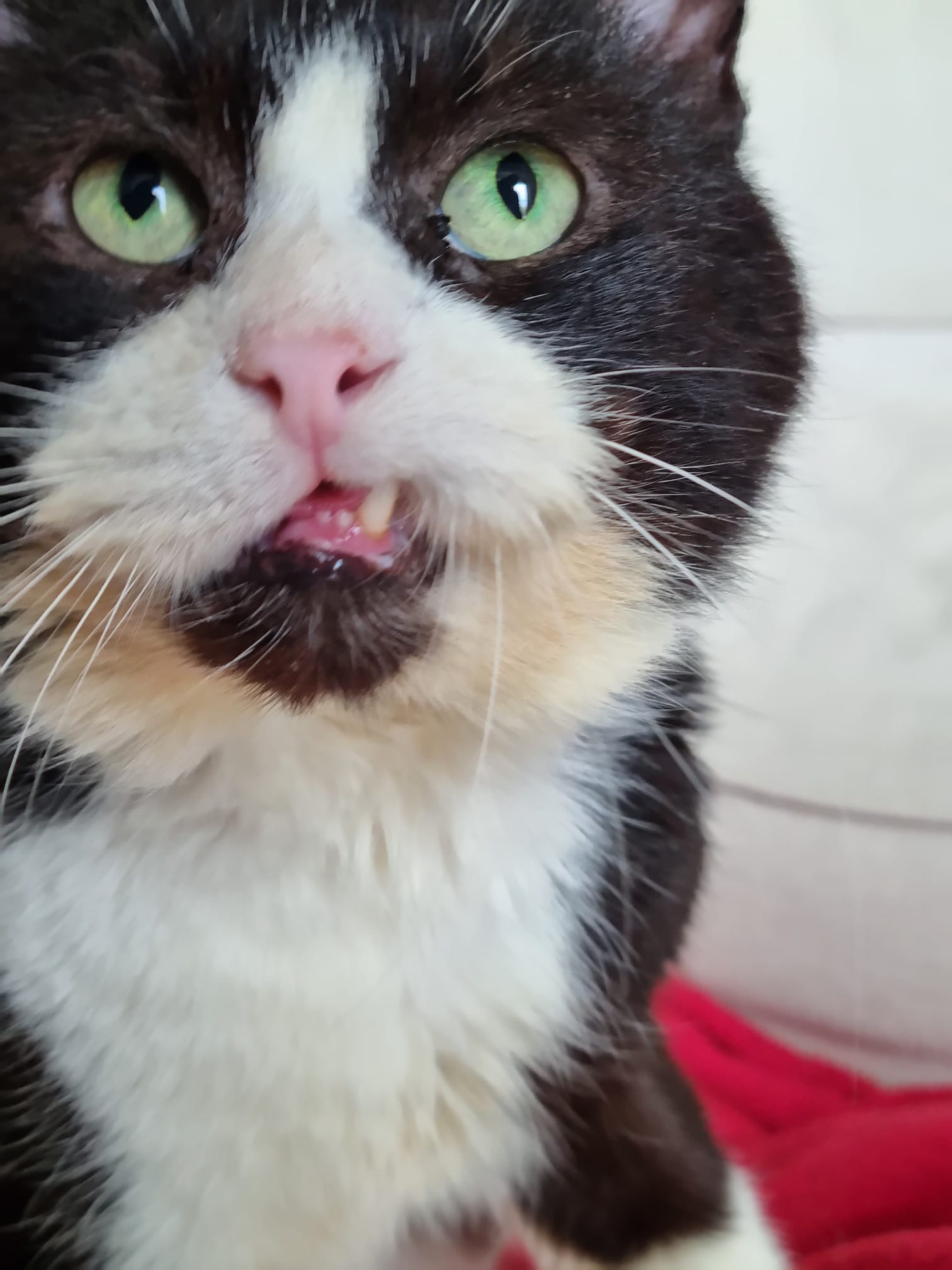 Kiko