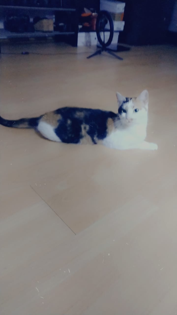Vand cuplu pisici Calico (mama+fiica)