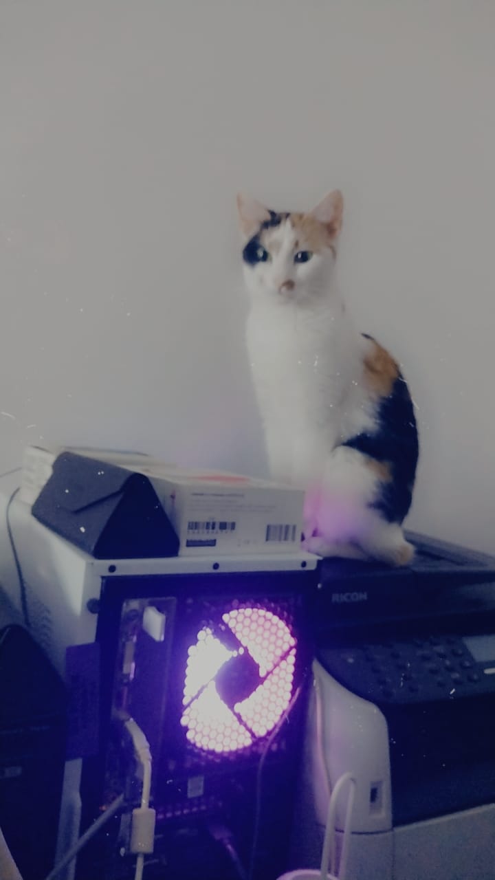 Pisicuța Calico 3 luni