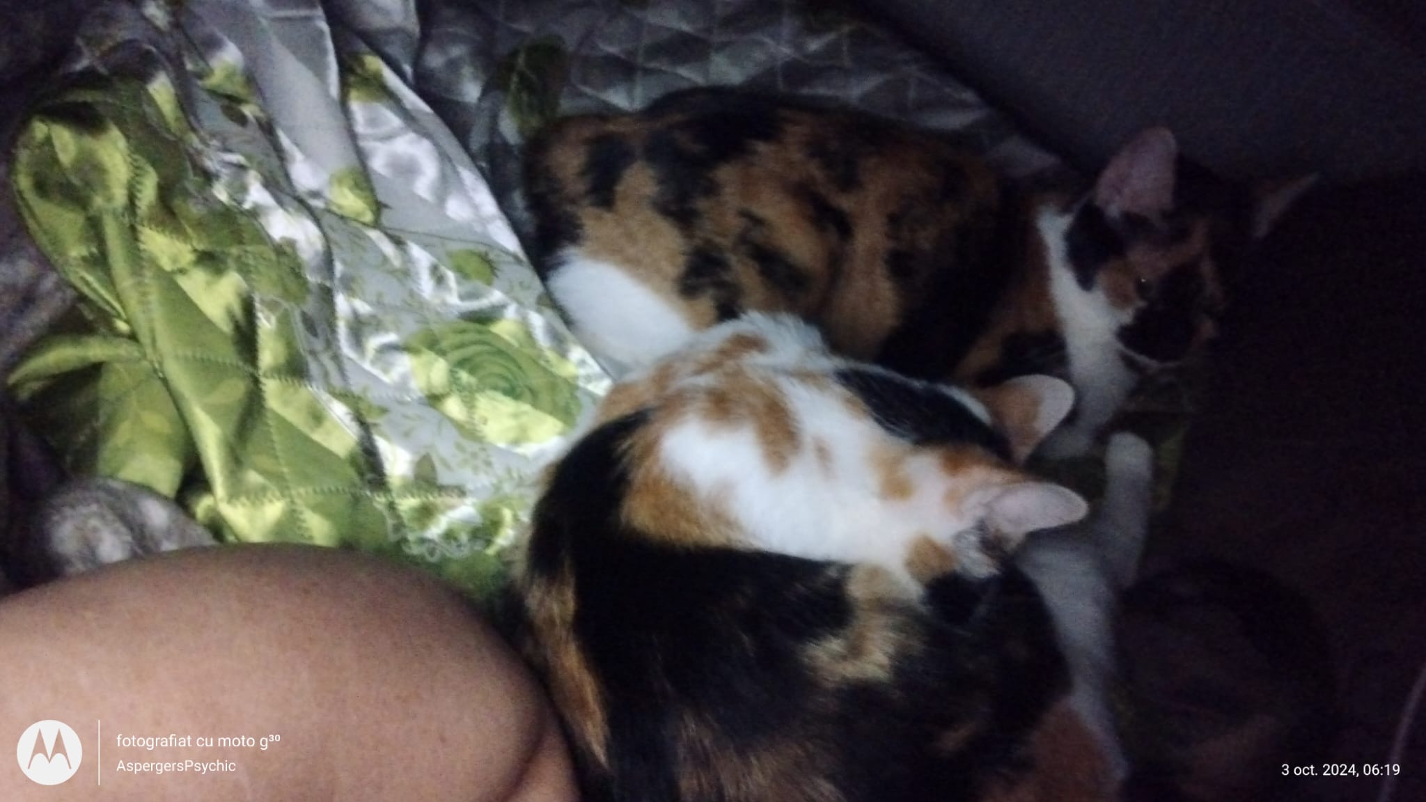 Pisica CALICO 4 ani, sterilizata