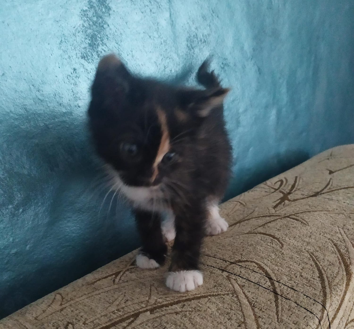 Ofer pisici spre adoptie