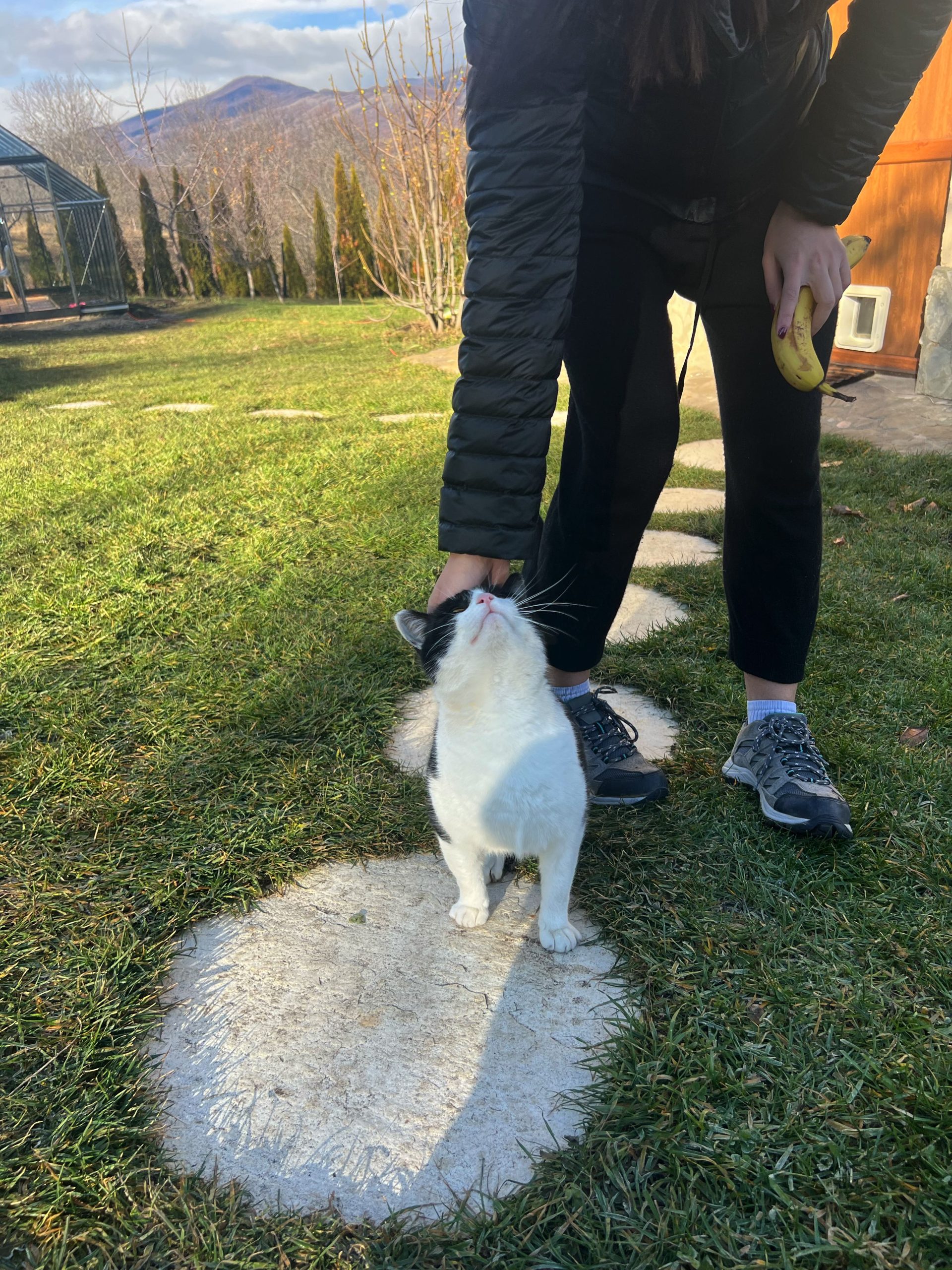 Zorro: sterilizat, cu transport asigurat, si îmbrăcat in frac!