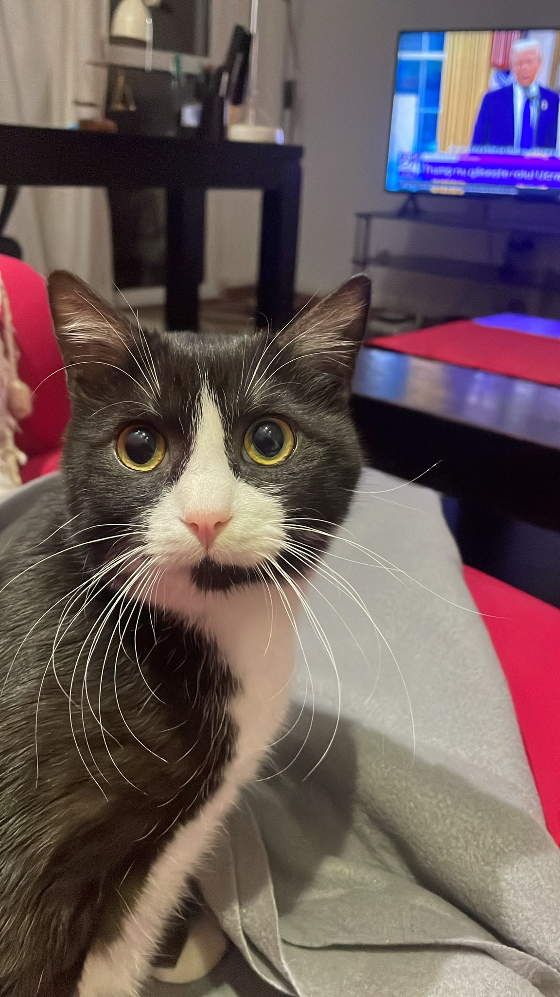 Adoptie responsabila
