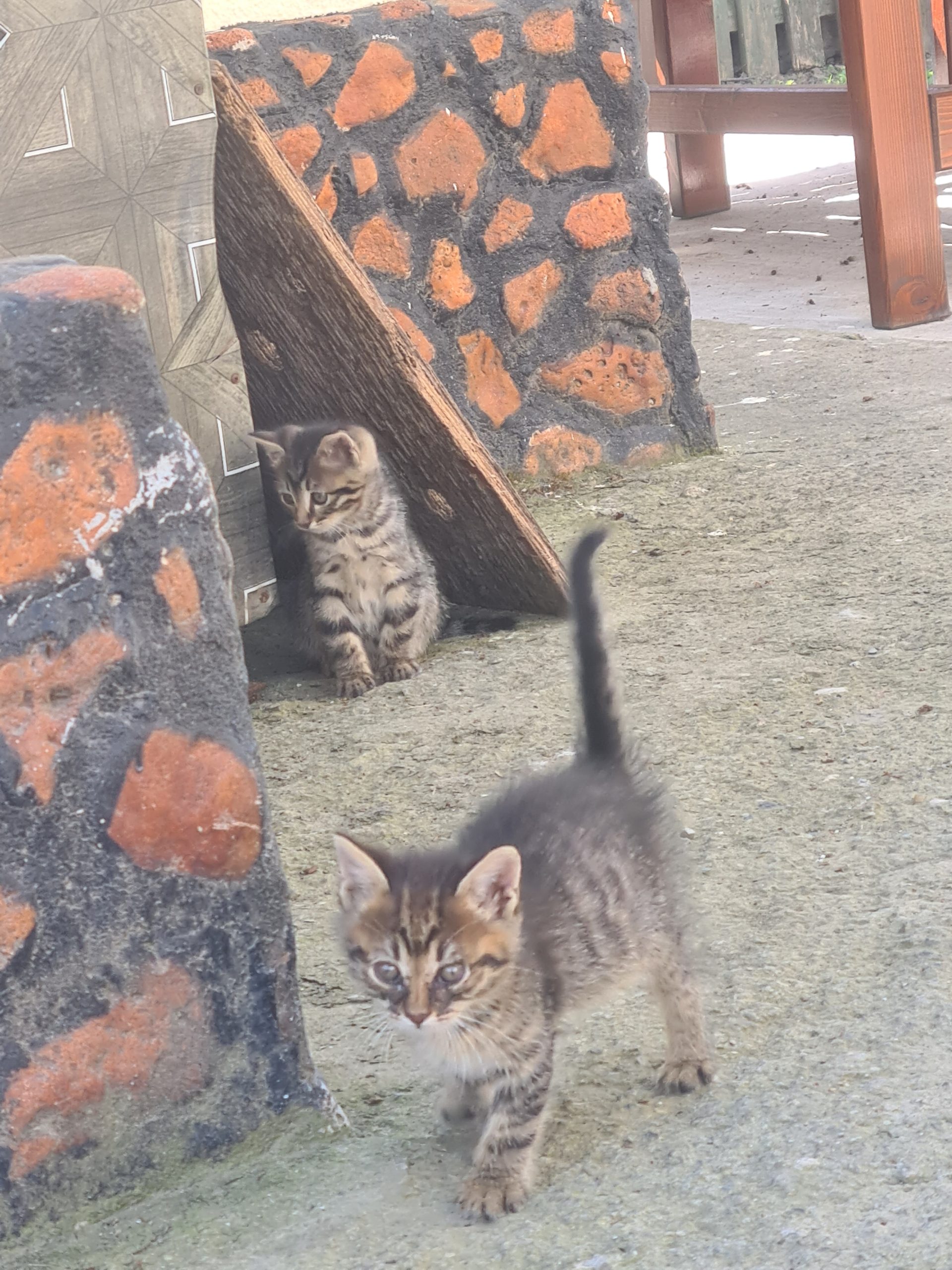 Trei pisoiași adorabili își caută o familie!Dau spre adopție 3 pisoi în vârstă de aproximativ 1 lună:  2 băieți – unul negru, pufos și foarte curios, celălalt tigrat, calm și blând,  1 fetiță tigrată, extrem de jucăușă și afectuoasă.   Mănâncă hrană umedă, sunt sociabili, blânzi și încep deja să folosească litiera. Nu sunt vaccinați sau sterilizați – fiind încă foarte mici, acest lucru rămâne în grija noilor stăpâni.  Caut pentru ei familii responsabile care să le ofere iubire, îngrijire și un cămin sigur. Se pot adapta atât la apartament, cât și la curte (în condiții de siguranță).