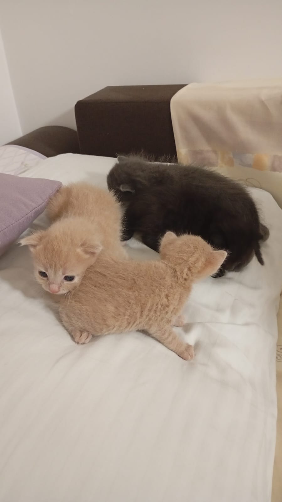 Dau spre adoptie (3 pisicuțe 0 lună jumate)