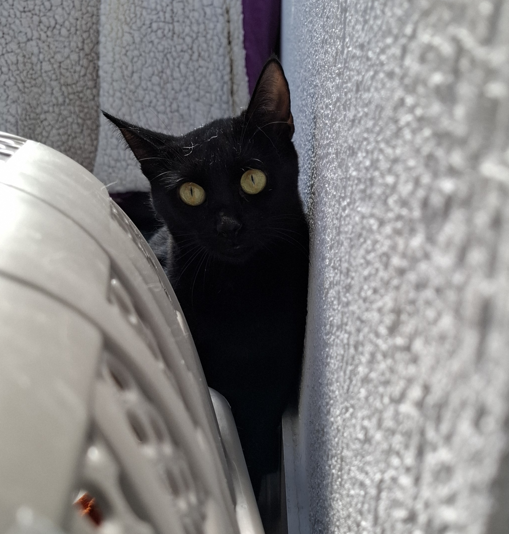 Adoptie pisica castra neagra Hurem