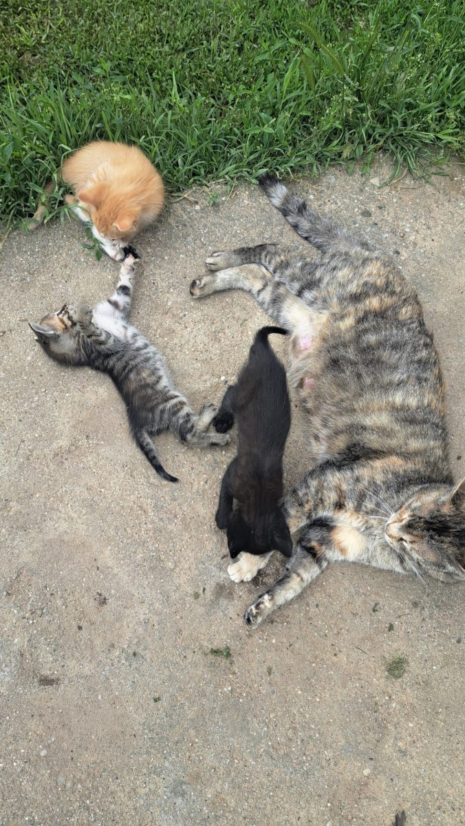 5 pisoiași spre adopție(4 motani și o pisicuta)