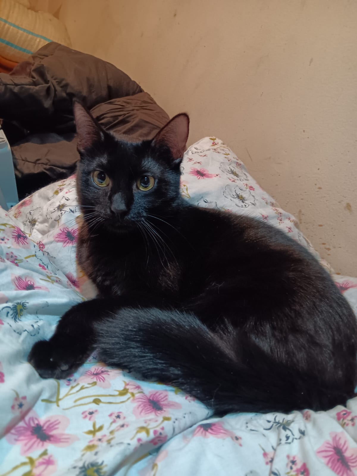 Adoptie pisica neagra castrata Negruta