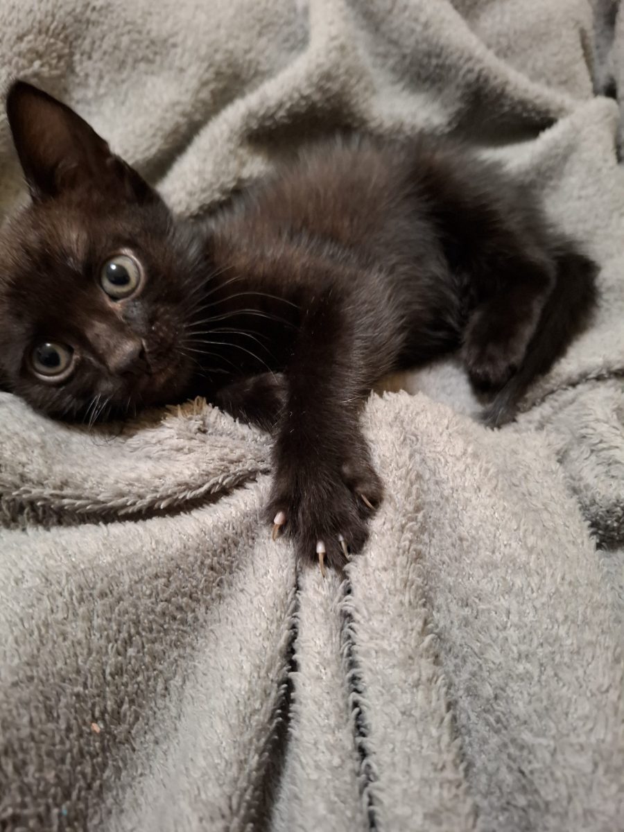 Trei pantere mici pt adoptie