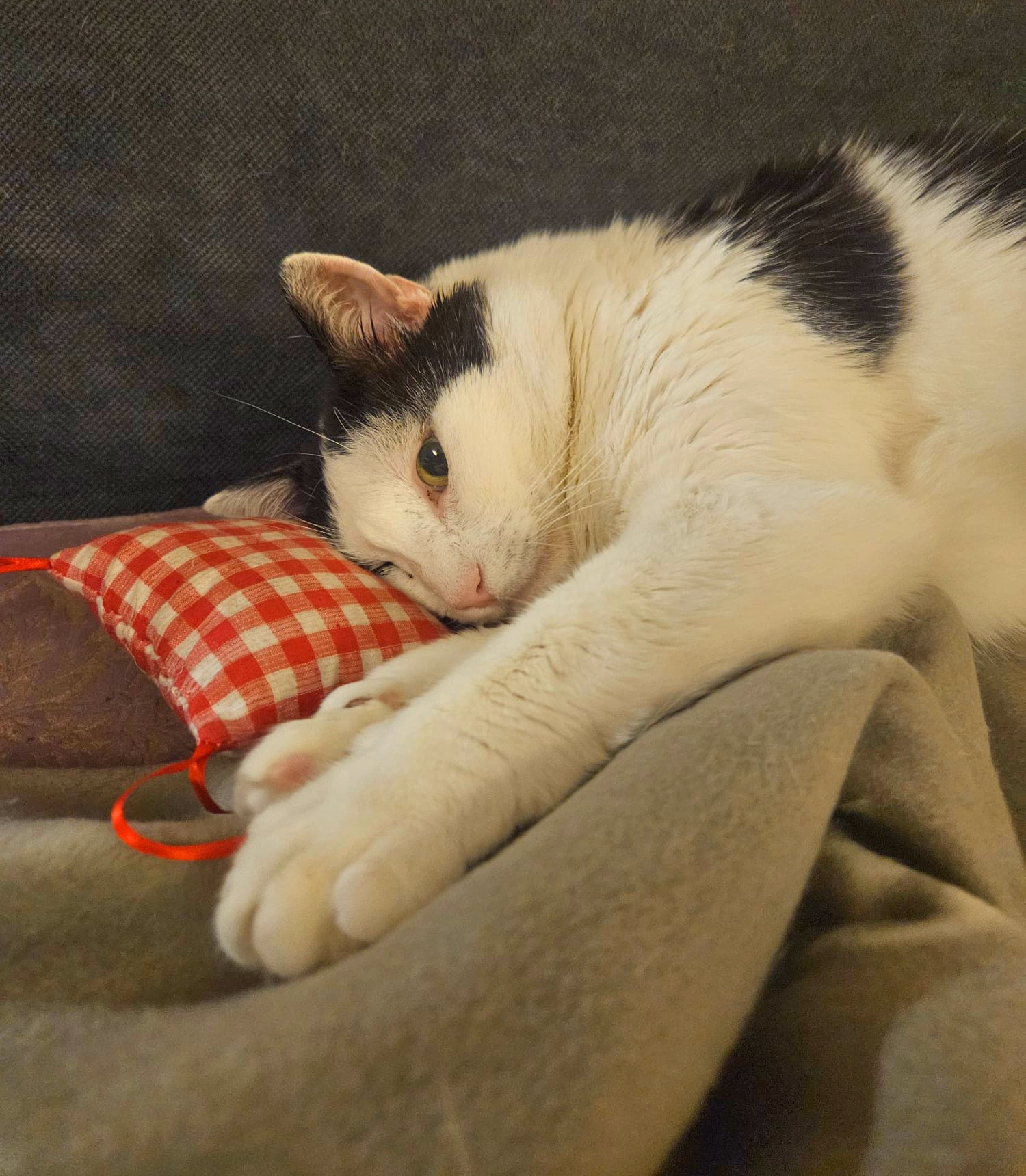 Adoptie motan castrat Hellas